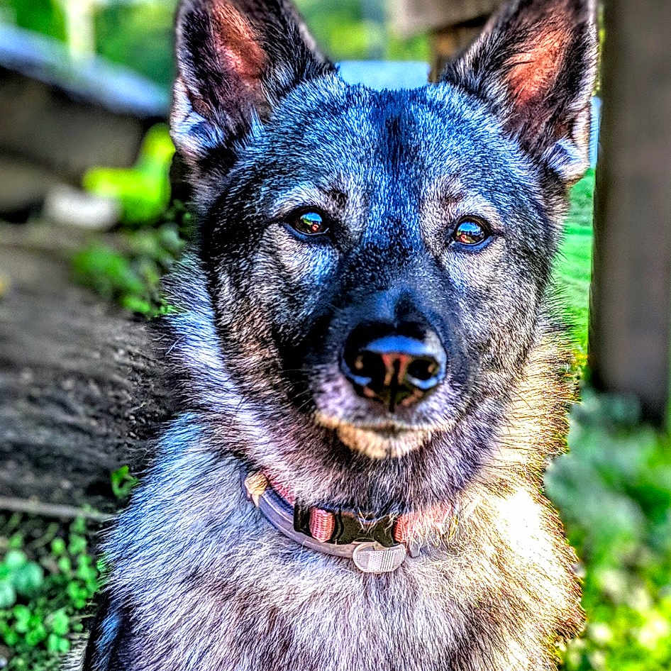 Dakota
