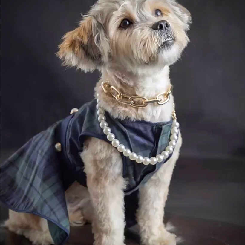 Benji is registered to the contest to win money with this photo: accessories, affenpinscher, animal, canine, clothing, coat, dog, formalwear, jewelry, leash, necklace, pearl, person, pet, poodle, puppy, terrier, tie, walkingdog, whitedog