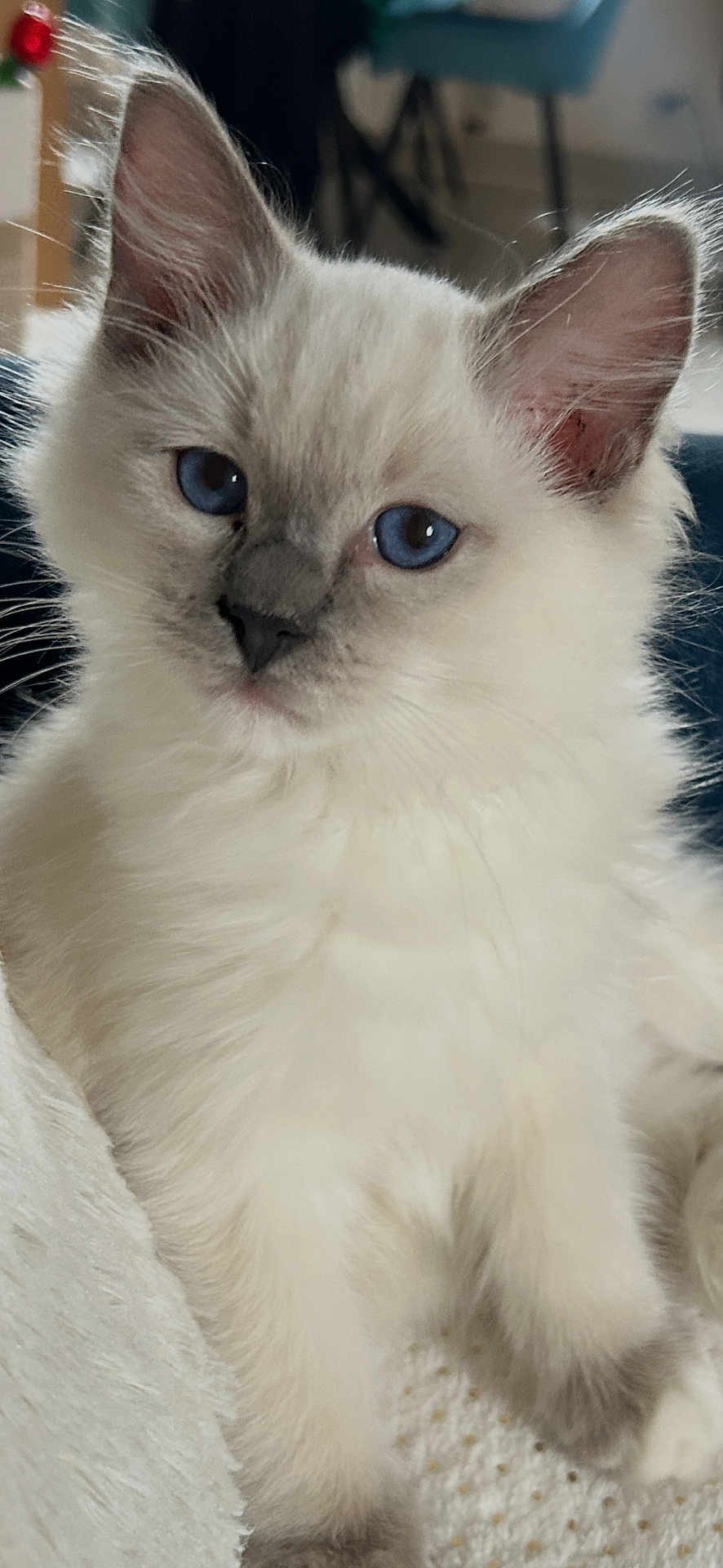 Atlas