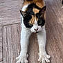 calico_cat, cat, stretching, front_paws, wooden_floor, indoor, pet, feline, fur, whiskers, closeup, animal, mammal, looking, flooring, ears, claws, tabby, domestic_cat, house_pet