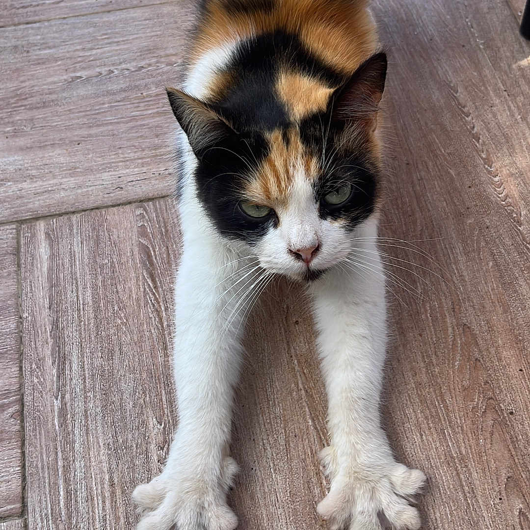 Pilou participe au concours pour gagner de l'argent avec cette photo : animal, calico_cat, cat, claws, closeup, domestic_cat, ears, feline, flooring, front_paws, fur, house_pet, indoor, looking, mammal, pet, stretching, tabby, whiskers, wooden_floor