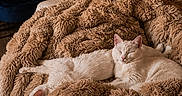 Lady a rejoint le concours — aidez-le/la à gagner de superbes lots ! cat, white_cat, bed, blanket, plush_blanket, cozy, indoor, furniture, candle, chair, decor, plant, sleeping, resting, pet, fur, warm_lighting, relaxation, home, comfort