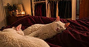 Lady participe au concours pour gagner de l'argent avec cette photo : bedroom, blanket, candle, cat, cozy, decor, door, feline, furniture, home, indoor, pet, plant, quiet, relaxation, resting, sleeping, wardrobe, warm_lighting, white_cat
