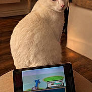 Lady participe au concours pour gagner de l'argent avec cette photo : cat, white_cat, pet, indoor, gaming_console, handheld_device, game_screen, wooden_floor, furniture, decor, plant, vase, flowers, warm_lighting, curious, animal, technology, screen, electronics, home