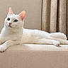 cat, white_cat, blue_eyes, lounging, indoor, cushion, beige, curtains, pet, feline, relaxed, fur, whiskers, ears, side_view, animal, domestic_animal, soft_texture, quiet, calm
