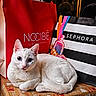Lady participe au concours pour gagner de l'argent avec cette photo : cat, white_cat, christmas, christmas_tree, holiday, gift_box, shopping_bags, decorations, ornaments, festive, indoor, cozy, pet, animal, holiday_lighting, relaxing, cute, feline, celebration, winter
