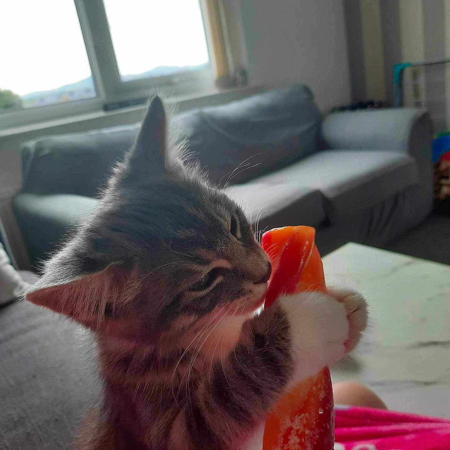 Arlo joined the competition — help win amazing prizes! animal, architecture, building, cat, couch, cushion, face, furniture, head, homedecor, indoors, kitten, livingroom, person, pet, photography, plant, portrait, pottedplant, room