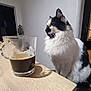Texas a rejoint le concours — aidez-le/la à gagner de superbes lots ! cat, black_and_white, fluffy, coffee, glass, table, wooden_table, indoor, pet, feline, sitting, side_view, domestic_animal, fur, whiskers, quiet, home, chair, shadow, curious