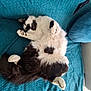 Texas a rejoint le concours — aidez-le/la à gagner de superbes lots ! cat, black_and_white, fluffy, sleeping, relaxed, pet, indoor, cozy, blanket, feline, cute, paw, fur, resting, animal, domestic, soft, comfortable, laying, home