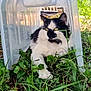 cat, black_and_white, fluffy, outdoor, grass, clover, plastic_chair, animal, pet, nature, greenery, relaxed, lying_down, curious, whiskers, yellow_eyes, garden, daylight, resting, feline