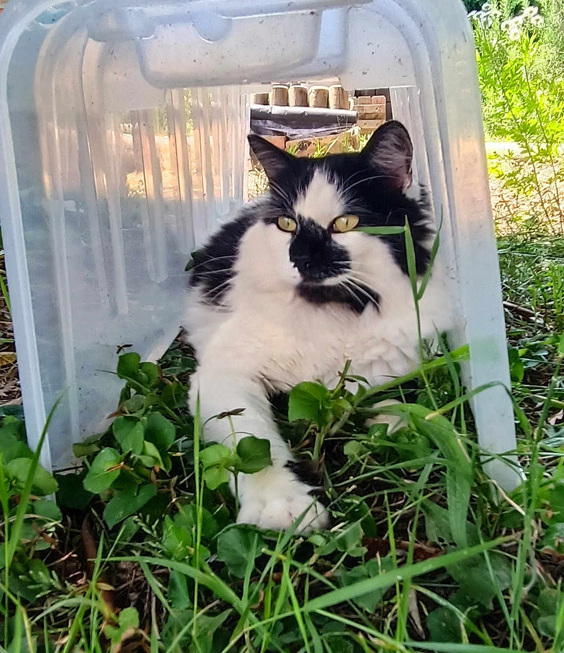 Texas participe au concours pour gagner de l'argent avec cette photo : cat, black_and_white, fluffy, outdoor, grass, clover, plastic_chair, animal, pet, nature, greenery, relaxed, lying_down, curious, whiskers, yellow_eyes, garden, daylight, resting, feline