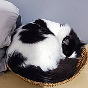 Texas a rejoint le concours — aidez-le/la à gagner de superbes lots ! cat, basket, sleeping, black_and_white, fur, curled_up, cozy, indoor, pillow, wooden_surface, pet, animal, resting, feline, quiet, home, domestic, relaxing, small_space, napping