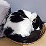 cat, basket, sleeping, black_and_white, fur, curled_up, cozy, indoor, pillow, wooden_surface, pet, animal, resting, feline, quiet, home, domestic, relaxing, small_space, napping