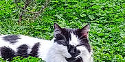 Texas participe au concours pour gagner de l'argent avec cette photo : cat, black_and_white, animal, pet, outdoor, greenery, clover, leaves, nature, relaxed, napping, grass, flora, garden, feline, wildlife, peaceful, plant, shrub, daylight