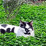 cat, black_and_white, animal, pet, outdoor, greenery, clover, leaves, nature, relaxed, napping, grass, flora, garden, feline, wildlife, peaceful, plant, shrub, daylight