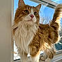 Ollie joined the competition — help win amazing prizes! cat, orange_cat, white_fur, fluffy, windowsill, sunlight, indoor, pet, animal, whiskers, tail, green_eyes, curious, feline, portrait, domestic_cat, closeup, daylight, window, outdoor_view