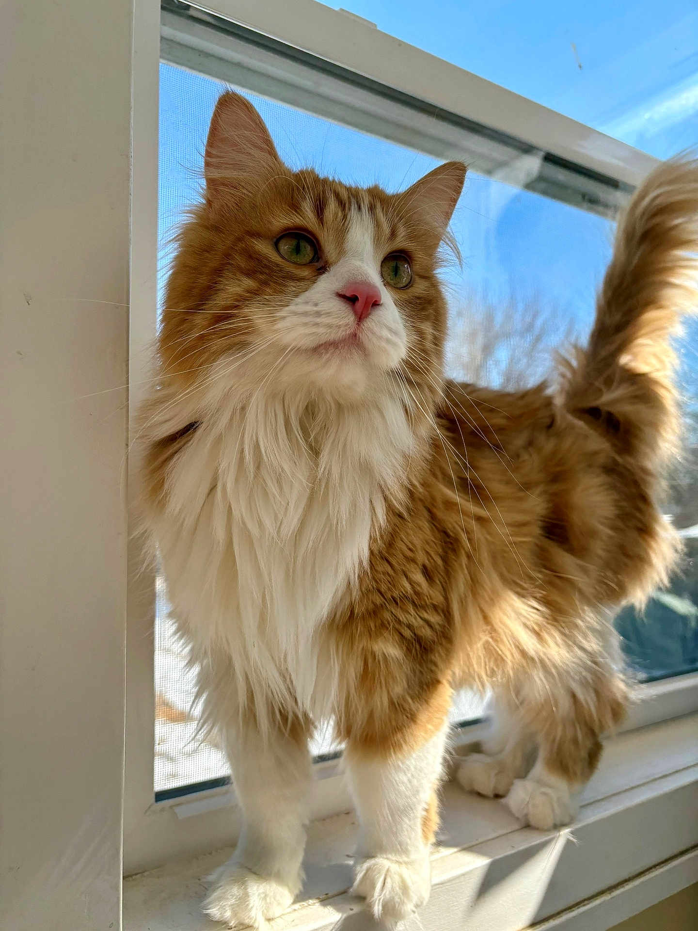 Ollie
