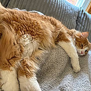 Ollie joined the competition — help win amazing prizes! cat, orange_cat, white_cat, fluffy, feline, pet, domestic_animal, relaxing, cozy, blanket, couch, indoor, window_light, sleepy, soft_texture, fur, whiskers, paw, resting, home