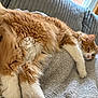 cat, orange_cat, white_cat, fluffy, feline, pet, domestic_animal, relaxing, cozy, blanket, couch, indoor, window_light, sleepy, soft_texture, fur, whiskers, paw, resting, home