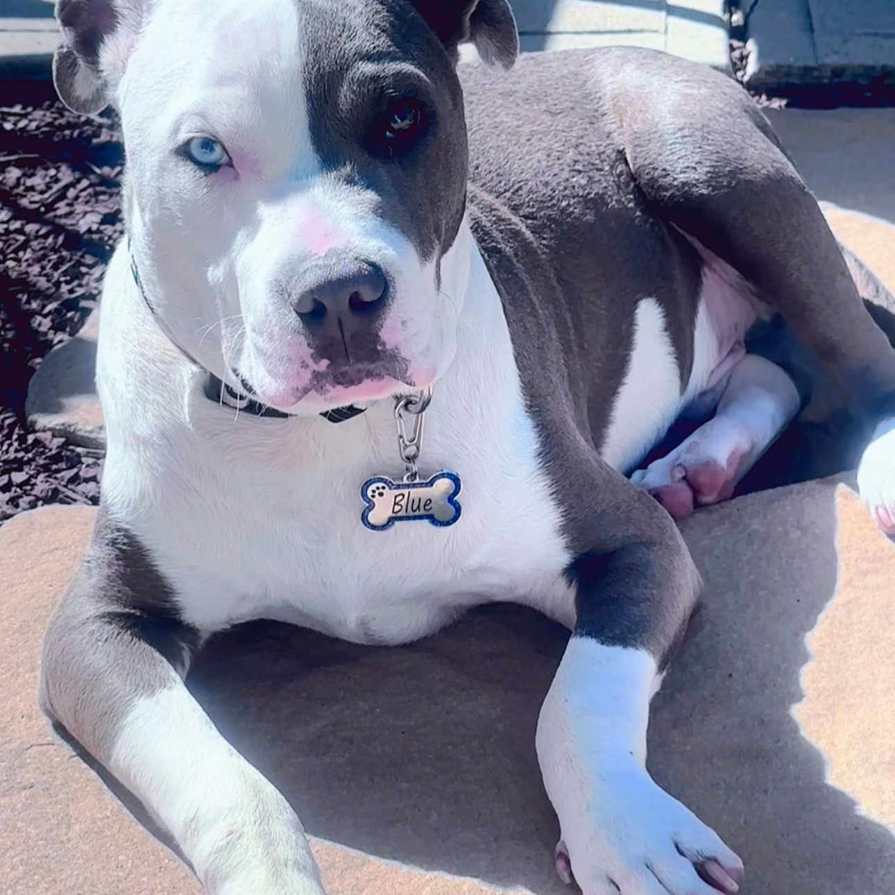 Blue is registered to the contest to win money with this photo: animal, blue_eye, brown_eye, canine, closeup, collar, dog, domestic_animal, heterochromia, lying_down, outdoor, paw, pet, pitbull, portrait, resting, shadow, stone_surface, sunlight, tag