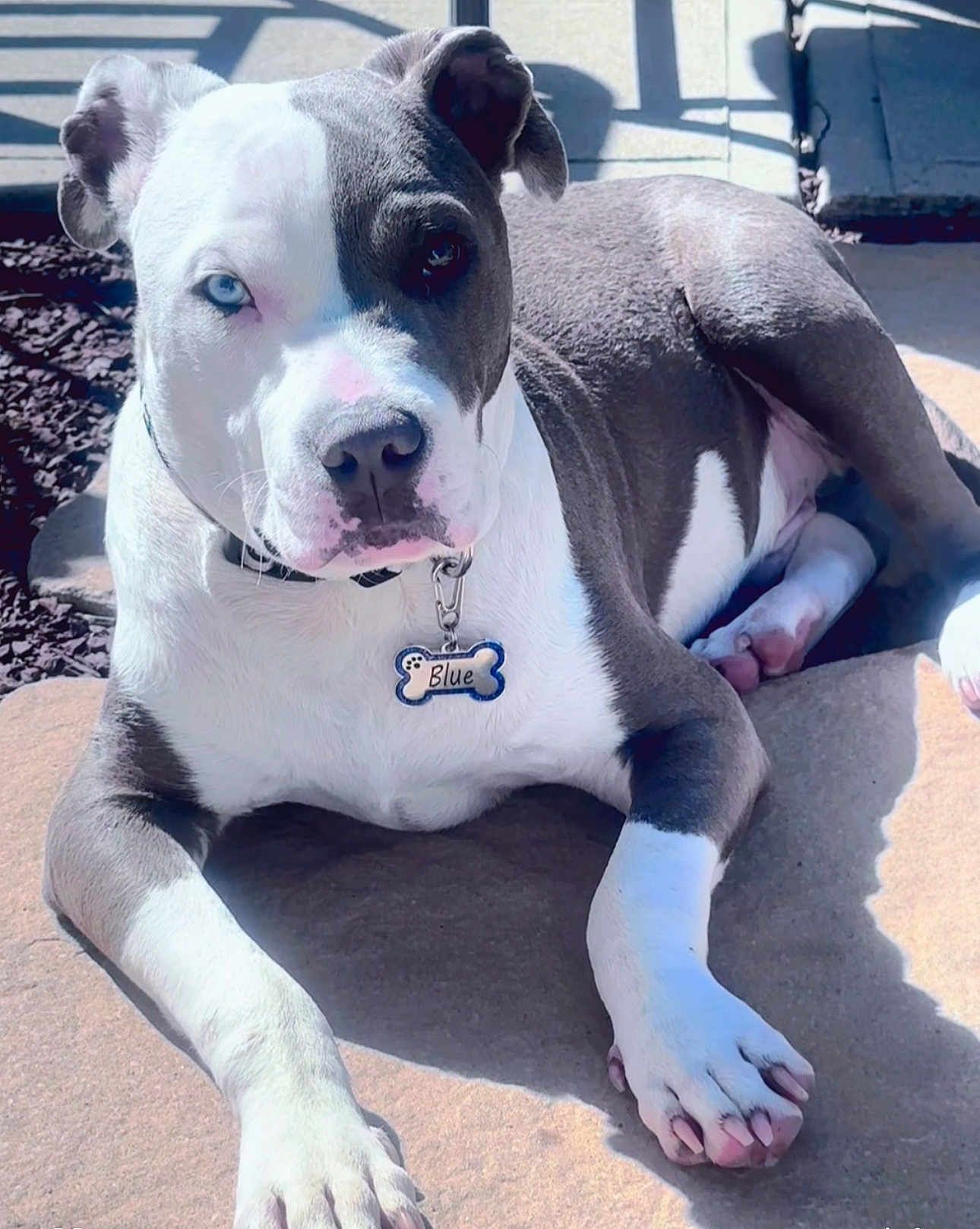 Blue is registered to the contest to win money with this photo: dog, pitbull, heterochromia, blue_eye, brown_eye, lying_down, sunlight, outdoor, pet, collar, tag, stone_surface, shadow, paw, canine, animal, resting, closeup, portrait, domestic_animal