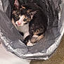 Ponyo is registered to the contest to win money with this photo: calico_cat, kitten, trash_bin, plastic_bag, curious, indoor, floor, carpet, white_floor, pet, animal, feline, small_cat, cute, resting, looking_up, cozy, domestic_cat, fur, whiskers
