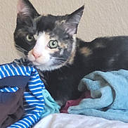 Ponyo joined the competition — help win amazing prizes! cat, calico, animal, pet, indoor, clothes, fabric, striped, green_eyes, fur, curious, resting, pile, texture, beige_wall, relaxed, closeup, whiskers, ears, domestic_cat