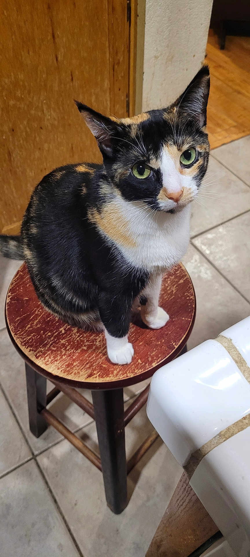 Ponyo joined the competition — help win amazing prizes! cat, calico, stool, wooden_stool, green_eyes, pet, indoor, floor_tiles, curious, feline, animal, sitting, closeup, whiskers, ears, paws, fur, domestic_cat, household, looking_up