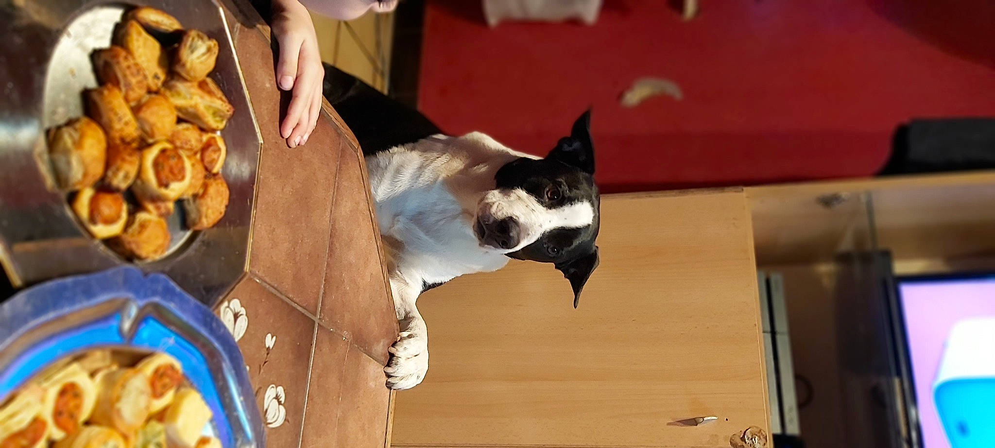 Tyson a rejoint le concours — aidez-le/la à gagner de superbes lots ! boston_terrier, carnivore, collar, comfort_food, companion_dog, dog, dog_breed, felidae, flooring, food, formal_wear, fur, non_sporting_group, paw, small_to_medium_sized_cats, tableware, tail, toy_dog, whiskers, wood