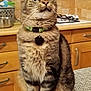 cat, tabby, pet, indoor, collar, kitchen, table, feline, fur, whiskers, domestic_animal, curious, sitting, brown, striped, wide_eyes, paws, counter, cabinet, home