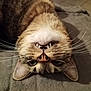 cat, tabby, upside_down, fangs, whiskers, nose, ears, fur, pet, animal, cute, lying_down, indoor, blanket, soft, close_up, face, relaxed, eyes, mischievous
