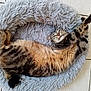 Jasper a rejoint le concours — aidez-le/la à gagner de superbes lots ! cat, tabby_cat, pet, sleeping, stretching, furry, bed, round_bed, floor, tile_floor, indoor, animal, cute, relaxed, whiskers, paws, ears, fur, resting, cozy