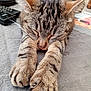 Jasper a rejoint le concours — aidez-le/la à gagner de superbes lots ! cat, tabby, sleeping, paws, fur, whiskers, closeup, indoor, relaxed, cozy, pet, animal, striped, cute, nap, soft, feline, claws, resting, blanket