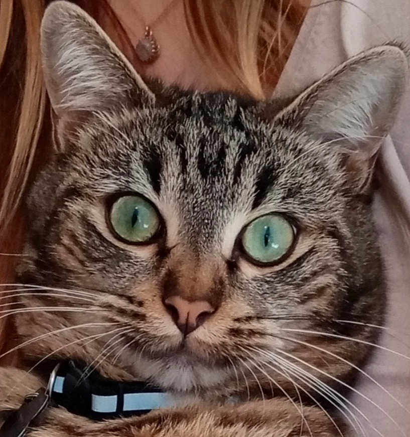 Jasper a rejoint le concours — aidez-le/la à gagner de superbes lots ! cat, tabby, green_eyes, close_up, whiskers, collar, pet, feline, fur, ears, face, domestic_animal, animal, portrait, indoor, person_background, necklace, hair, focus, cute
