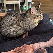 Lexi joined the competition — help win amazing prizes! cat, tabby_cat, collar, indoor, couch, blanket, cow_image, dining_chair, table, bottle, floor, wood_floor, home_interior, pet, animal, feline, resting, side_view, domestic_animal, relaxation