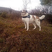 Cassie a rejoint le concours — aidez-le/la à gagner de superbes lots ! animal, brown, canine, dog, field, fur, grass, harness, hill, landscape, nature, outdoor, overcast, pet, shrub, sky, standing, tail, tree, white