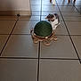kitten, cat, scratching_post, turtle_shaped, floor, tile_floor, indoor, furniture, chair_legs, curious, pet, animal, small, playful, wooden, home, cute, young, paws, toy