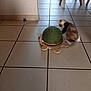 kitten, cat, toy, scratching_post, turtle, floor, tile, indoor, furniture, chair, table, pet, animal, playful, motion_blur, curious, small, brown, white, domestic
