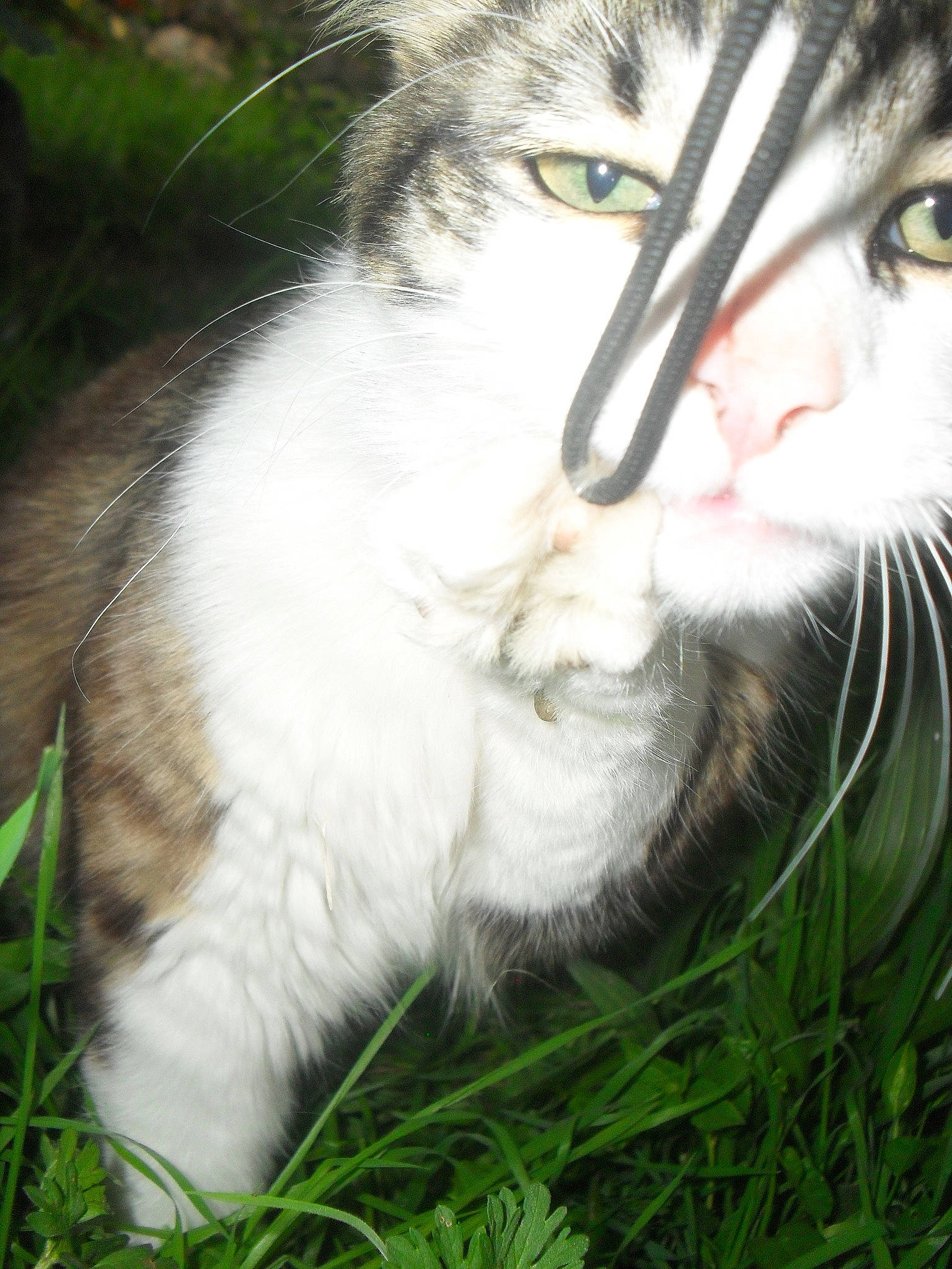 Evrest a rejoint le concours — aidez-le/la à gagner de superbes lots ! beard, carnivore, cat, close_up, domestic_short_haired_cat, fang, felidae, fur, grass, iris, mammal, nose, plant, small_to_medium_sized_cats, snout, terrestrial_animal, tree, vertebrate, whiskers, window