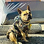 animal, camouflage_jacket, canine, closeup, collar, cute, daytime, dog, ears, french_bulldog, leash, outdoor, pavement, pet, portrait, shadow, sitting, sunlight, tag, tent