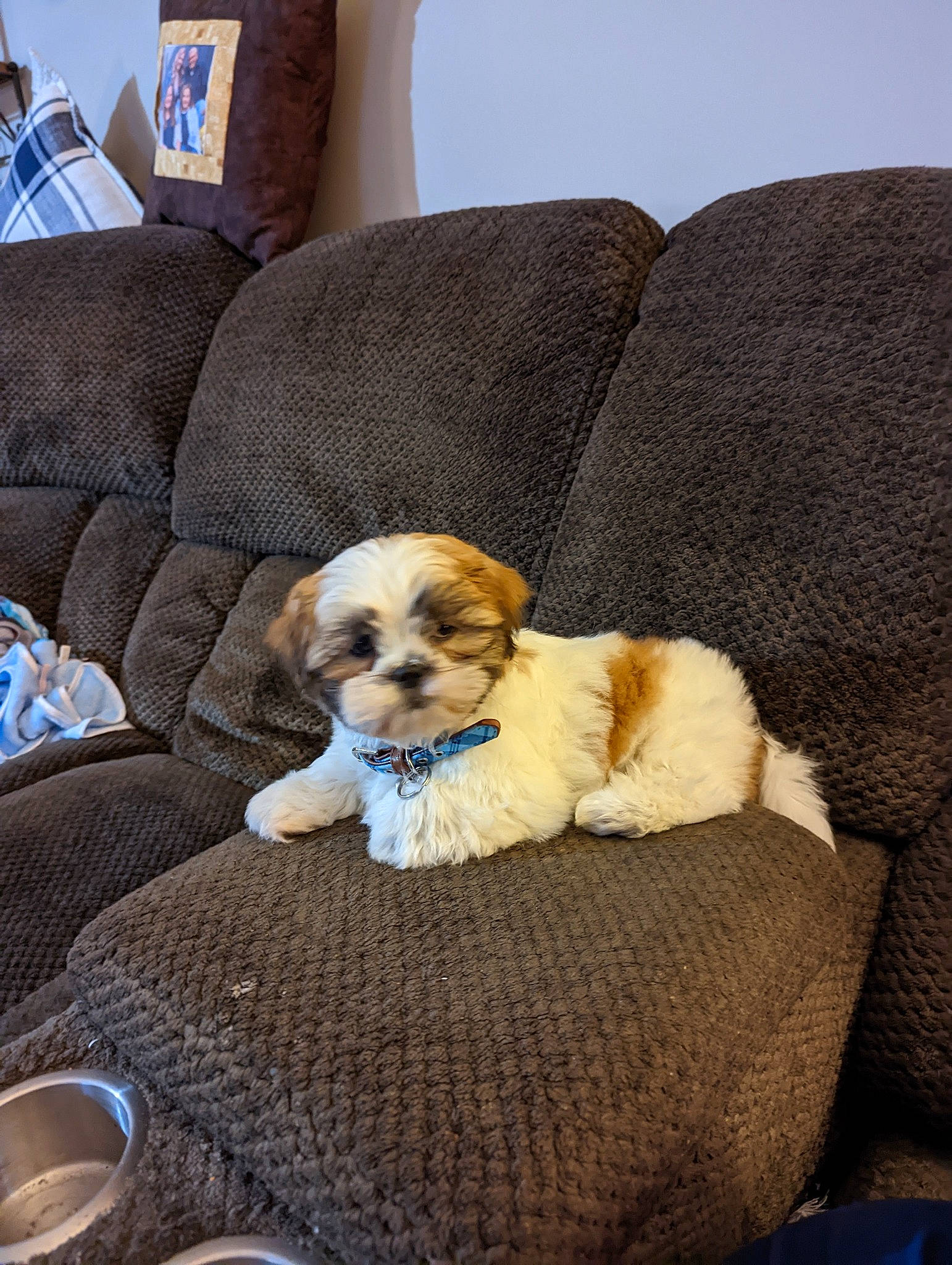 Finley joined the competition — help win amazing prizes! blue, bored, canidae, carnivore, chair, comfort, companion_dog, couch, dog, dog_breed, dog_supply, fawn, furniture, living_room, pet_supply, pillow, sporting_group, tableware, throw_pillow, working_animal