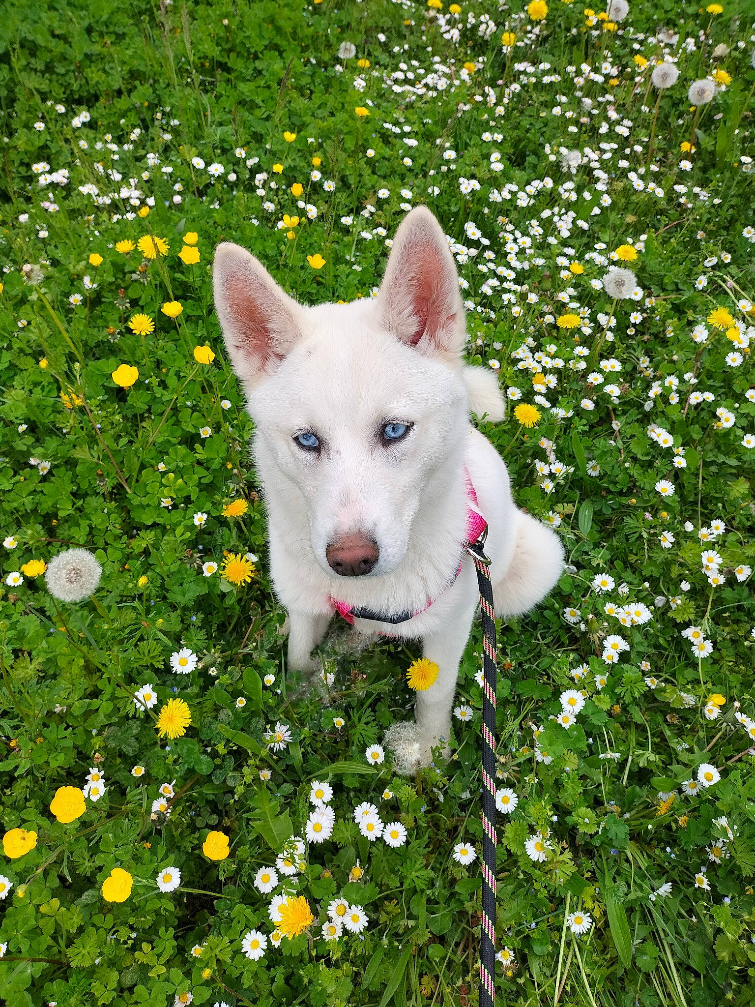 Tokyo participe au concours pour gagner de l'argent avec cette photo : ancient_dog_breeds, annual_plant, canidae, carnivore, companion_dog, dog, dog_breed, flower, flowering_plant, grass, grassland, groundcover, herbaceous_plant, meadow, non_sporting_group, people_in_nature, plant, shrub, wildflower, working_animal