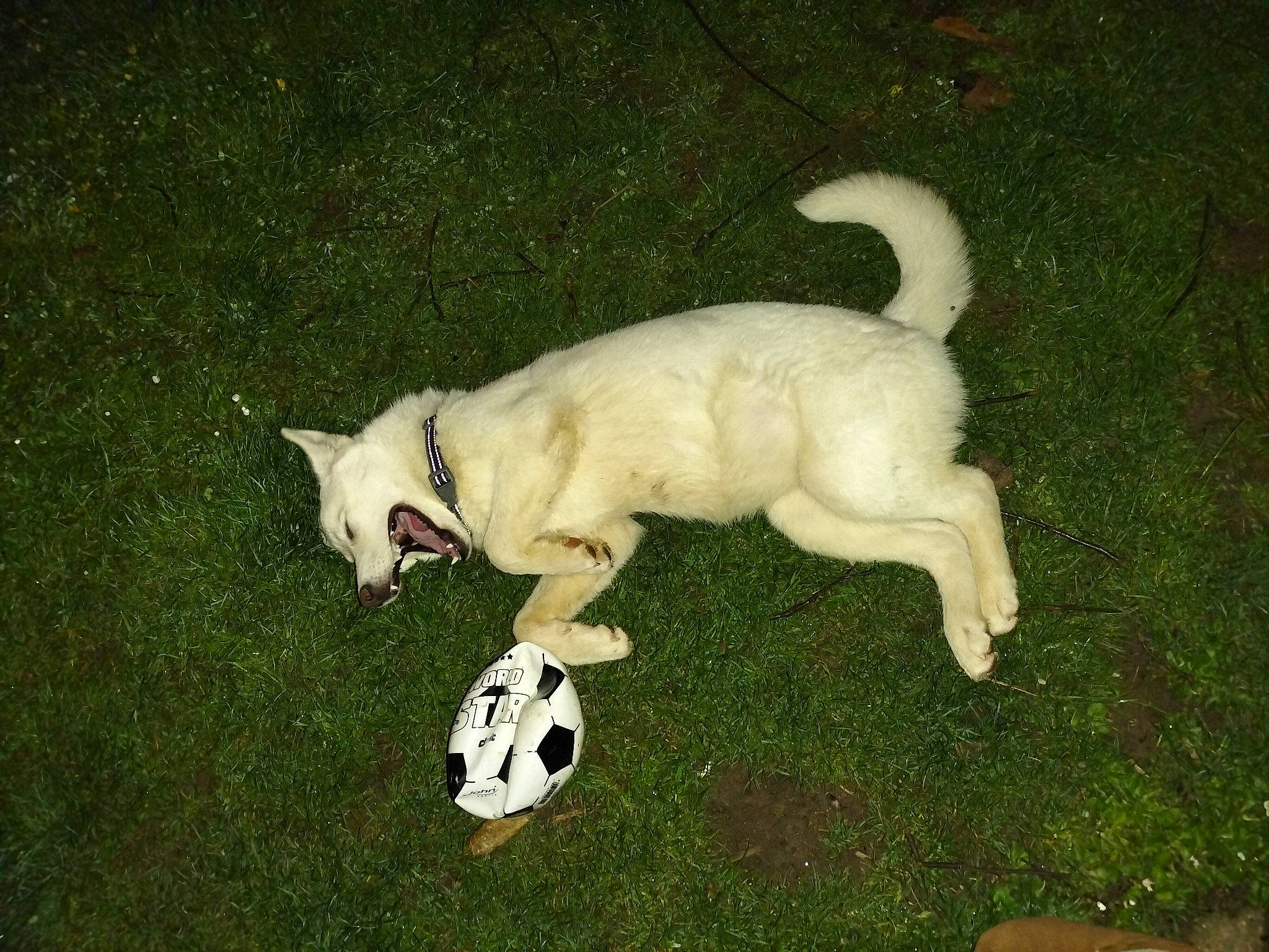 Tokyo participe au concours pour gagner de l'argent avec cette photo : ball, canidae, carnivore, companion_dog, dog, dog_breed, dog_supply, dog_toy, fawn, felidae, football, grass, non_sporting_group, pet_supply, snout, sporting_group, tail, terrestrial_animal, working_animal