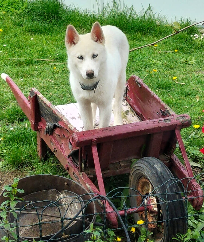 Tokyo participe au concours pour gagner de l'argent avec cette photo : agriculture, canidae, carnivore, cart, companion_dog, dog, dog_breed, grass, grassland, pet_supply, plant, sporting_group, tail, tire, vehicle, wheel, wheelbarrow, wood, working_animal, working_dog