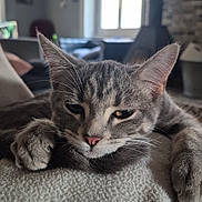 Peaky participe au concours pour gagner de l'argent avec cette photo : cat, tabby, gray_cat, pet, animal, feline, sleepy, relaxed, lying_down, paws, whiskers, ears, pink_nose, fur, blanket, couch, living_room, window, fireplace, portrait