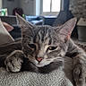 cat, tabby, gray_cat, pet, animal, feline, sleepy, relaxed, lying_down, paws, whiskers, ears, pink_nose, fur, blanket, couch, living_room, window, fireplace, portrait
