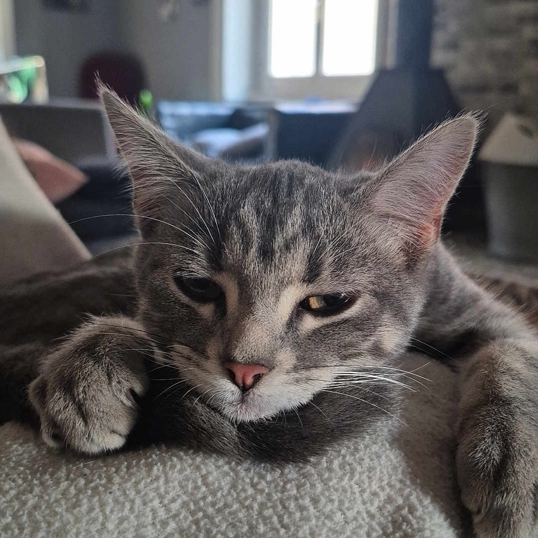 Peaky participe au concours pour gagner de l'argent avec cette photo : cat, tabby, gray_cat, pet, animal, feline, sleepy, relaxed, lying_down, paws, whiskers, ears, pink_nose, fur, blanket, couch, living_room, window, fireplace, portrait