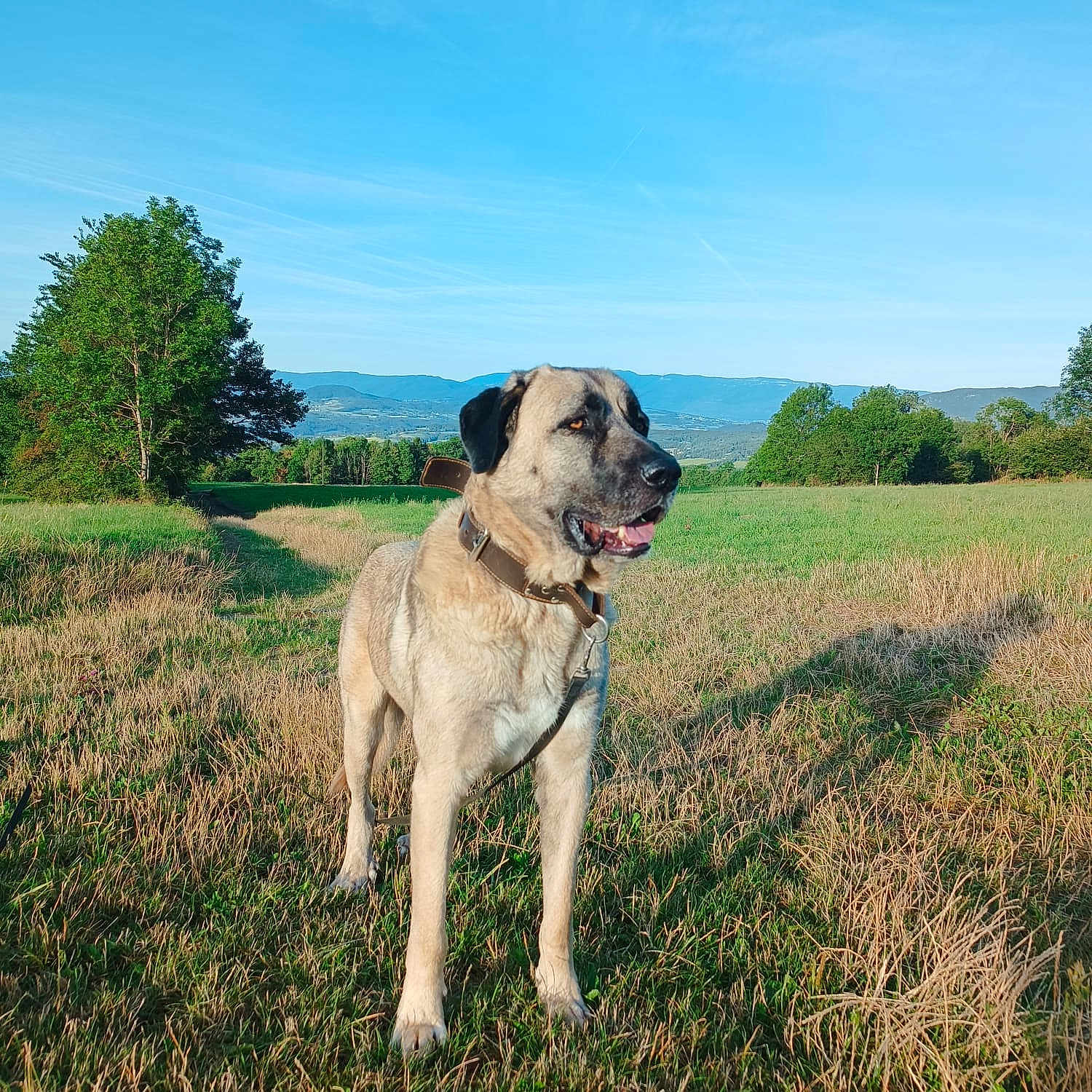 Max