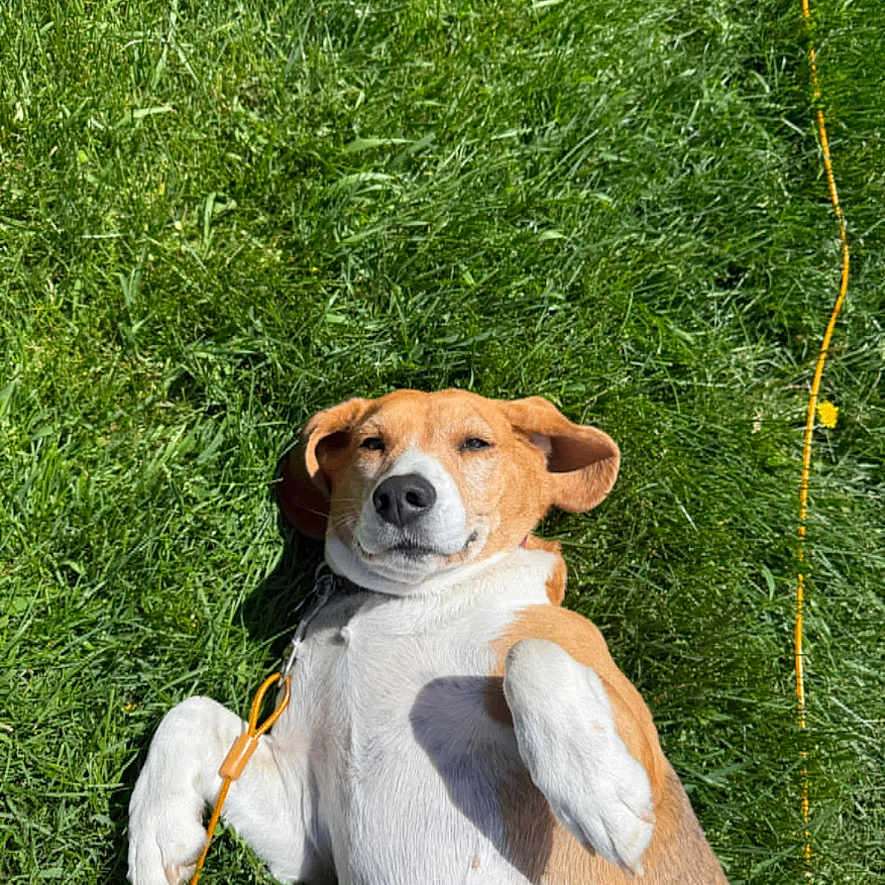 Roxy is registered to the contest to win money with this photo: animal, brown, canine, collar, dog, ears, fur, grass, happy, leash, lying_down, nature, outdoor, pet, playful, relaxed, smile, summer, sunny, white