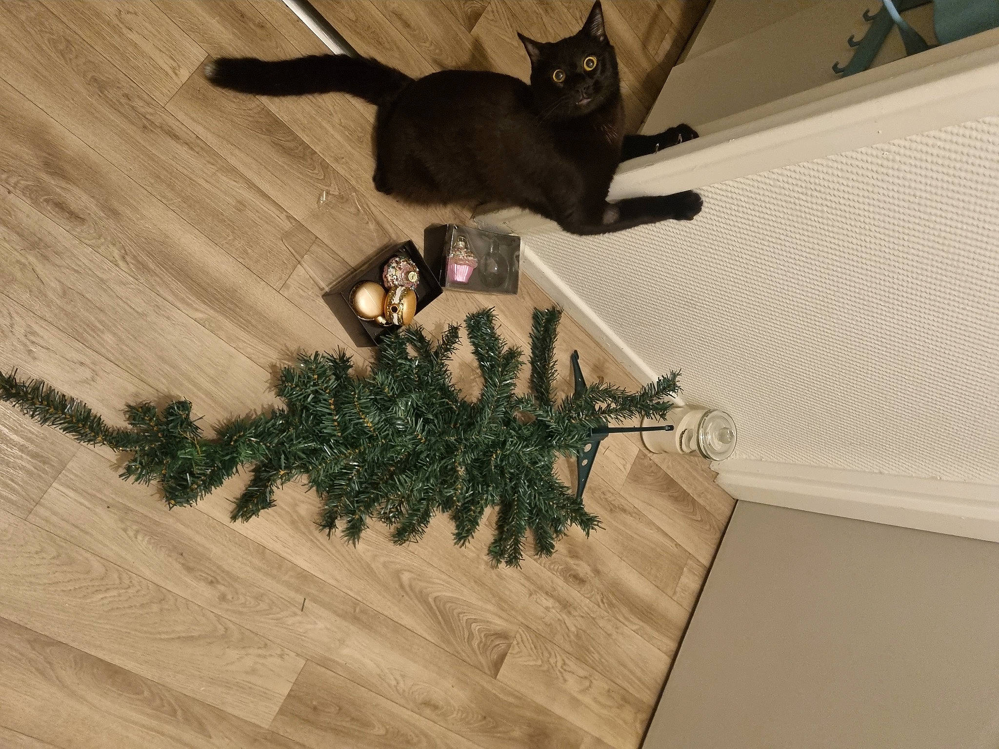 K-chuet participe au concours pour gagner de l'argent avec cette photo : black_cat, bombay, carnivore, cat, christmas_decoration, conifer, domestic_short_haired_cat, event, evergreen, felidae, flooring, hardwood, holiday, houseplant, plant, small_to_medium_sized_cats, tail, tree, whiskers, wood